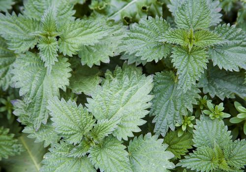 Spring Foraging – Stinging Nettles