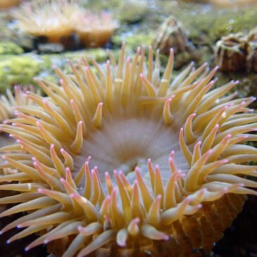 Tidepooling at Eagle Cove