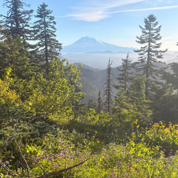 Mosquitoes, Wind and Wildflowers: An Early Season Hike on the WA PCT