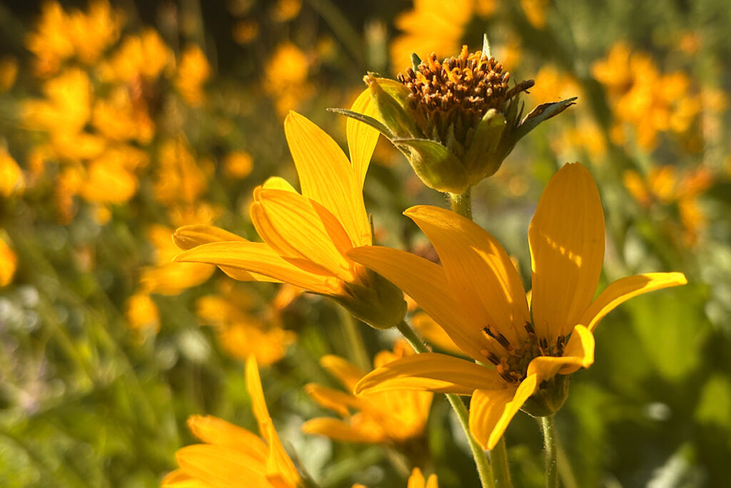 Carey's Balsamroot