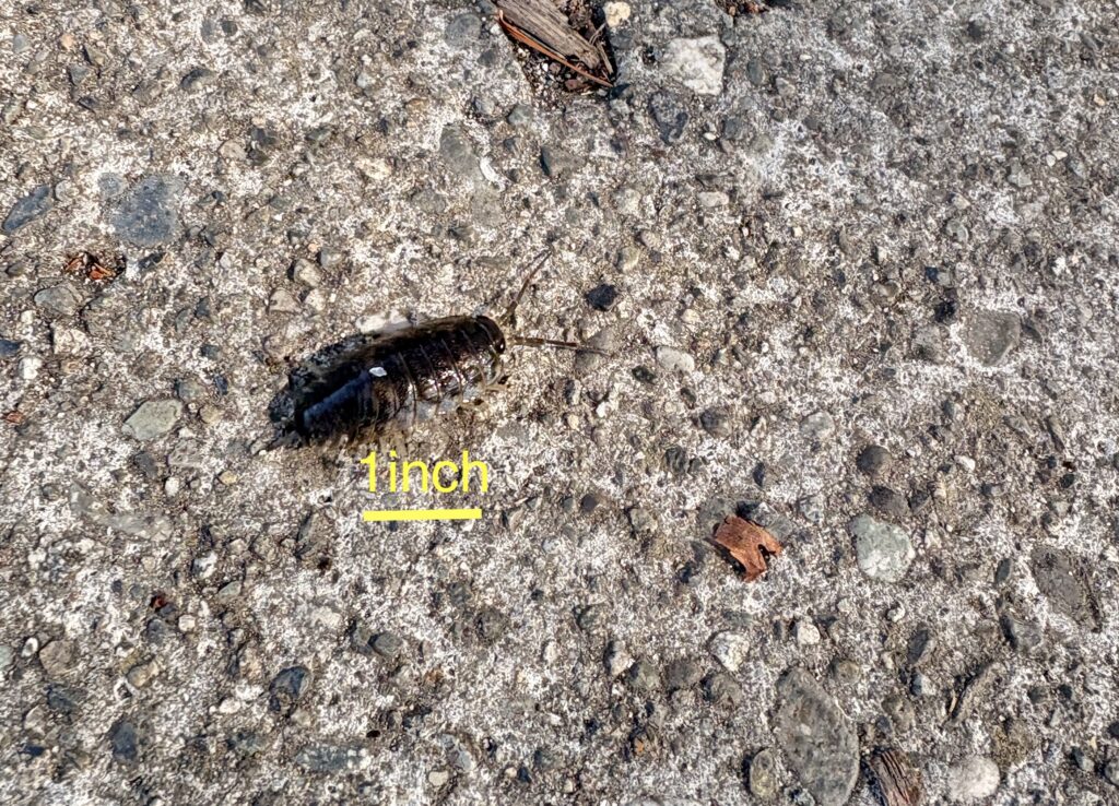 Rock Louse